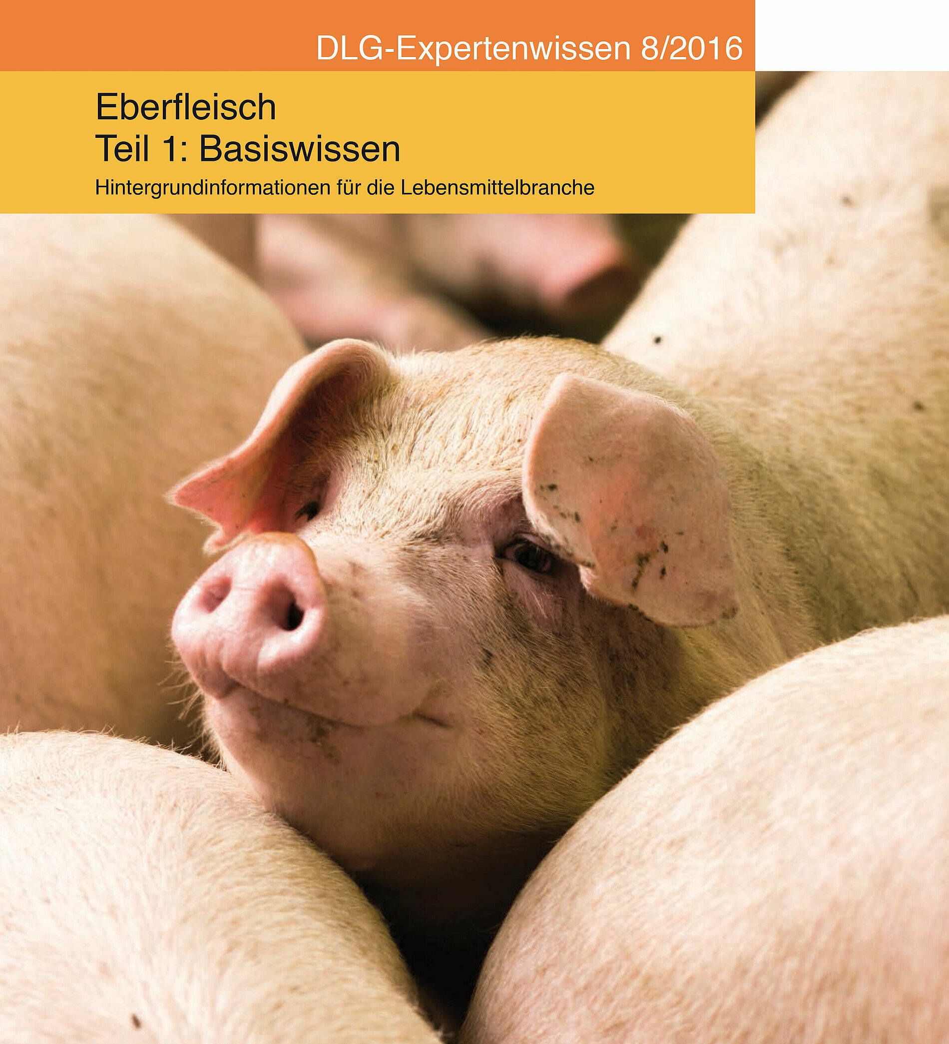 Eberfleisch - Teil 1: Basiswissen