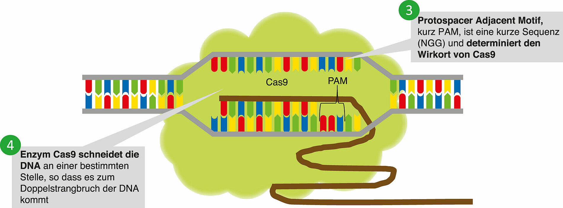 Ist die Zielsequenz gefunden und die PAM-Sequenz vorhanden, dann ist der Wirkort von Cas9 gefunden.