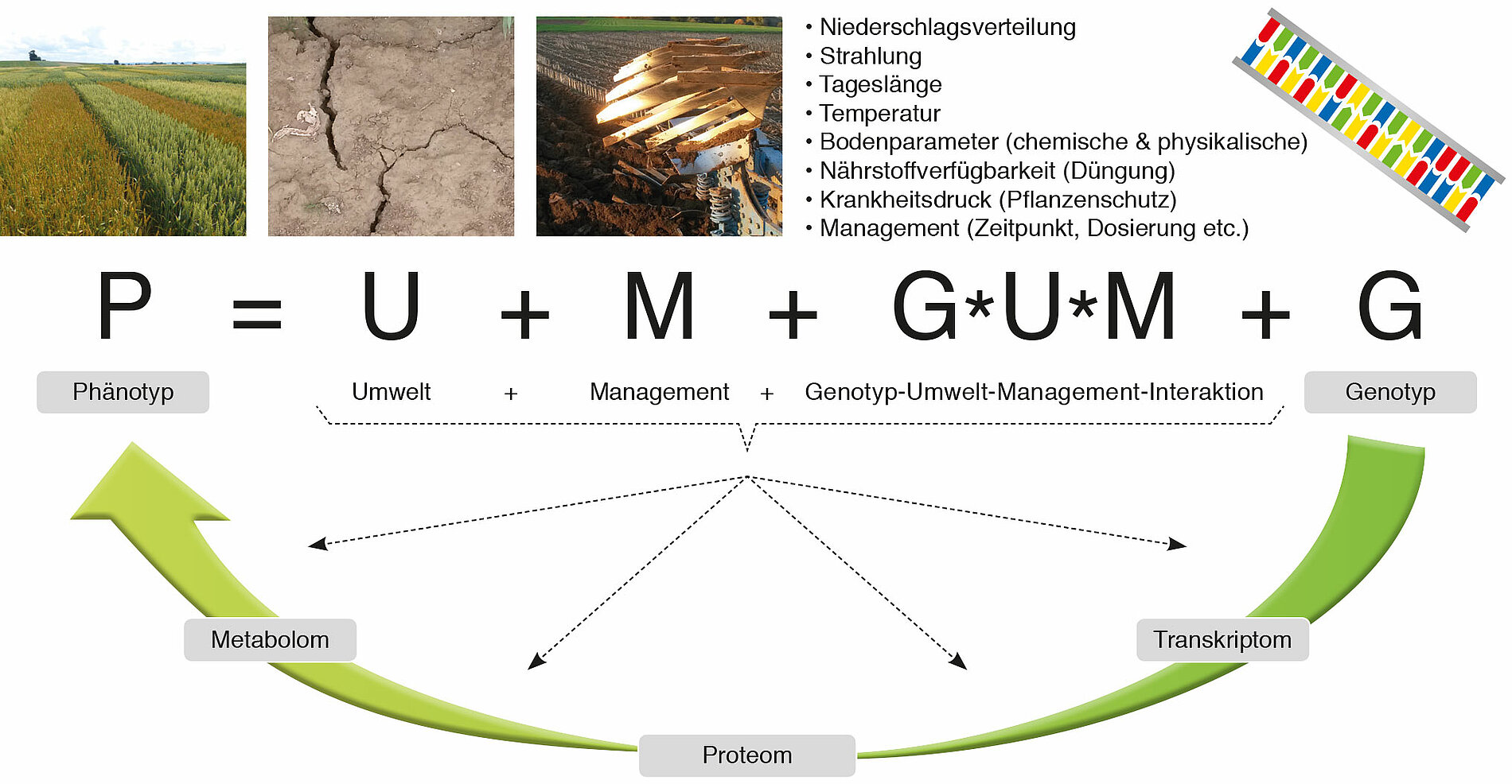 Schematische Darstellung des Informationsflusses vom Genotyp zum Phänotyp, inkl. komplexer Wechselwirkungen