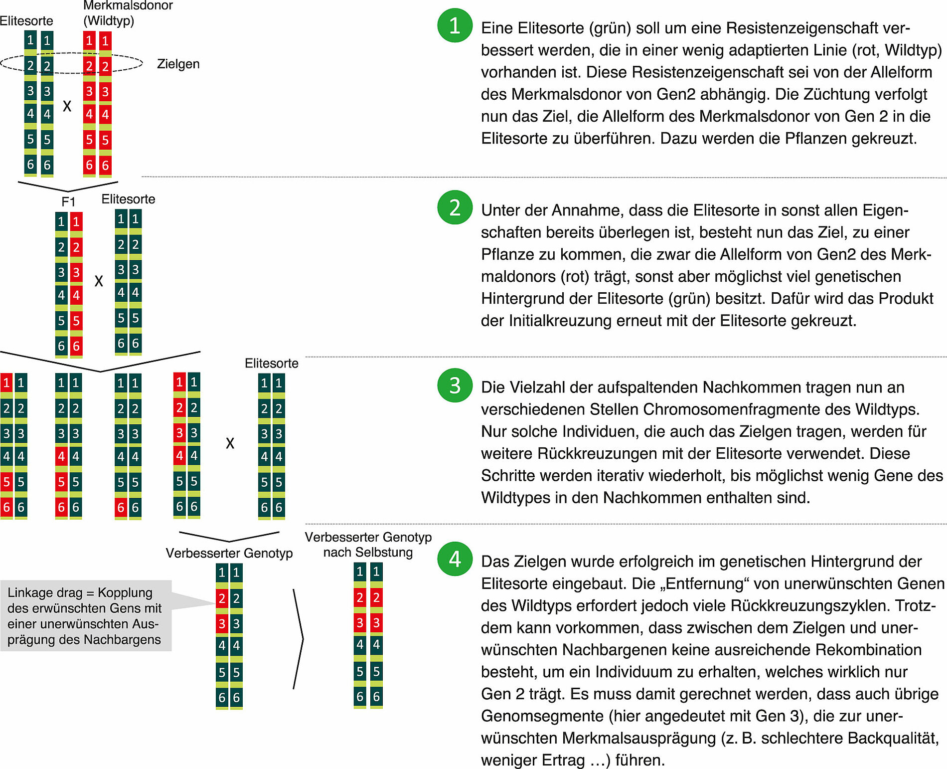 Prinzip der Introgression eines Genes aus einer nicht adaptierten Linie (Wildtyp) in eine Elitesorte (schematisch)