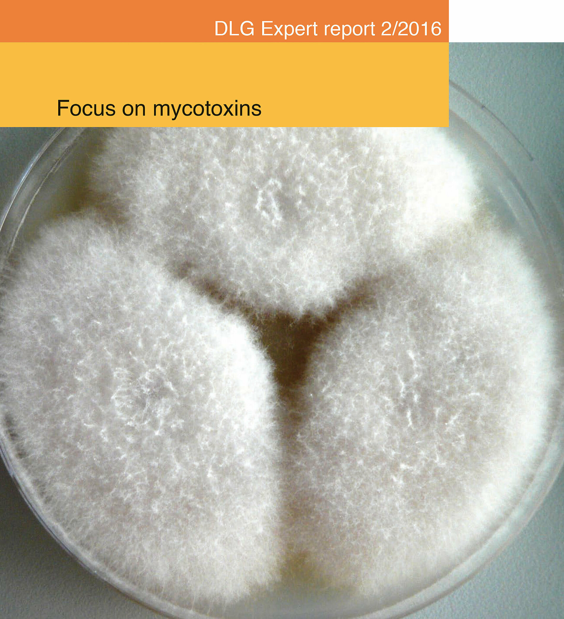 Focus on mycotoxins