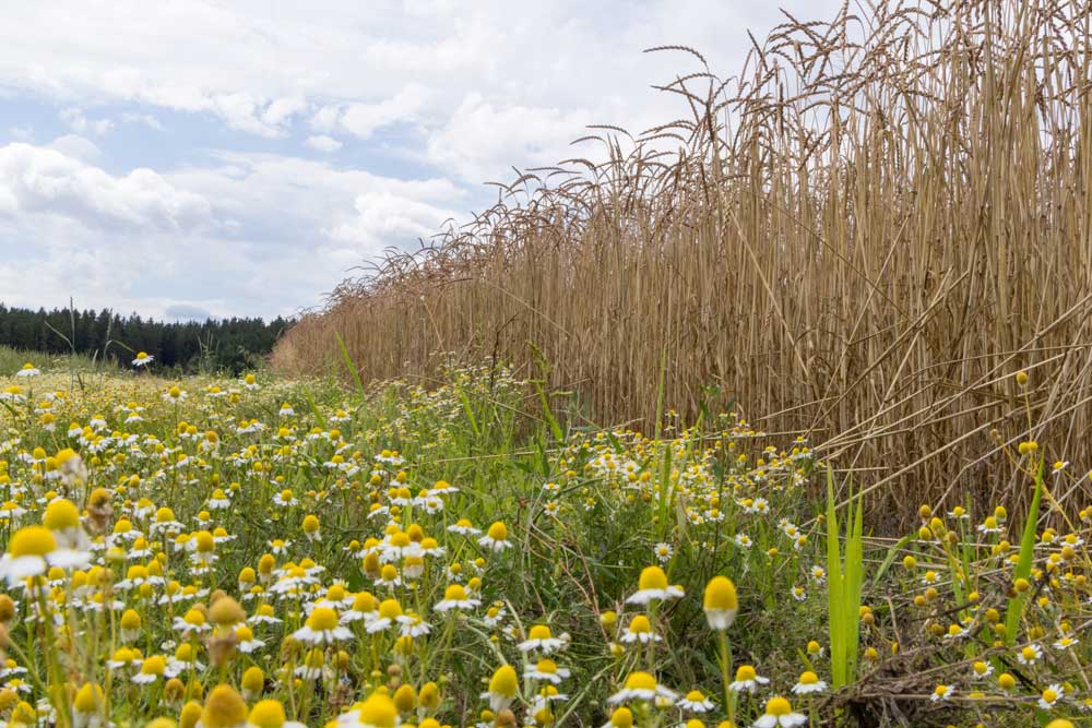 Photo: Being Organic in EU