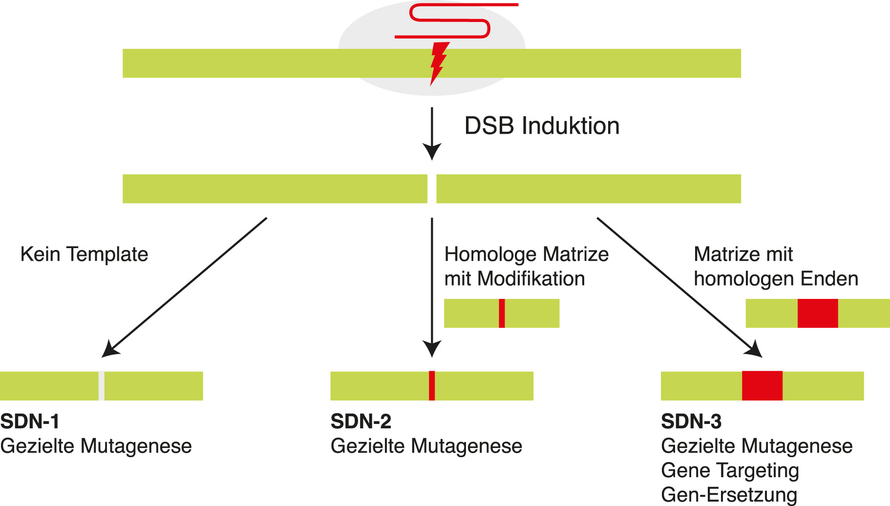 Kategorien des Genome Editing 